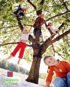 Children's Orchard five kids wearing colorful orange and red and blue clothes climbing a large tree and hanging from low branches